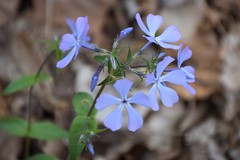 Phlox divaricata