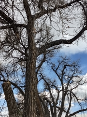 Populus deltoides monilifera