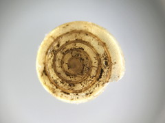 Paravitrea multidentata