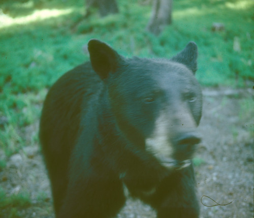 American Black Bear photographed in Wyoming
