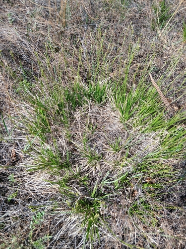 Carex pediformis