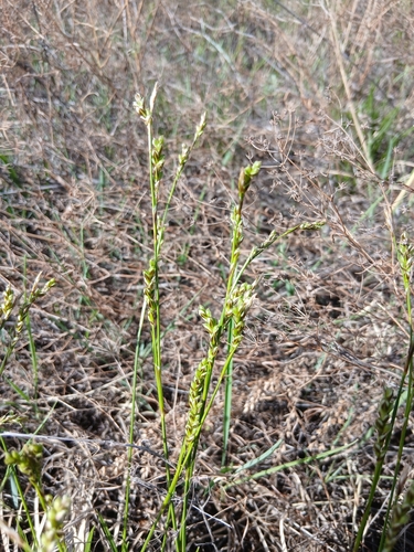 Carex pediformis, photograph 2