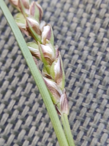 Carex pediformis, photograph 3