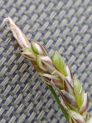 Carex pediformis, photograph 4