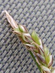 (c) Святослав Власенко, some rights reserved (CC BY) Carex pediformis, photograph (c) Святослав Власенко, some rights reserved (CC BY)