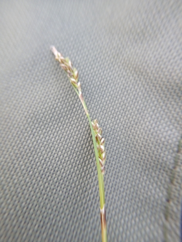 Carex pediformis, photograph 5
