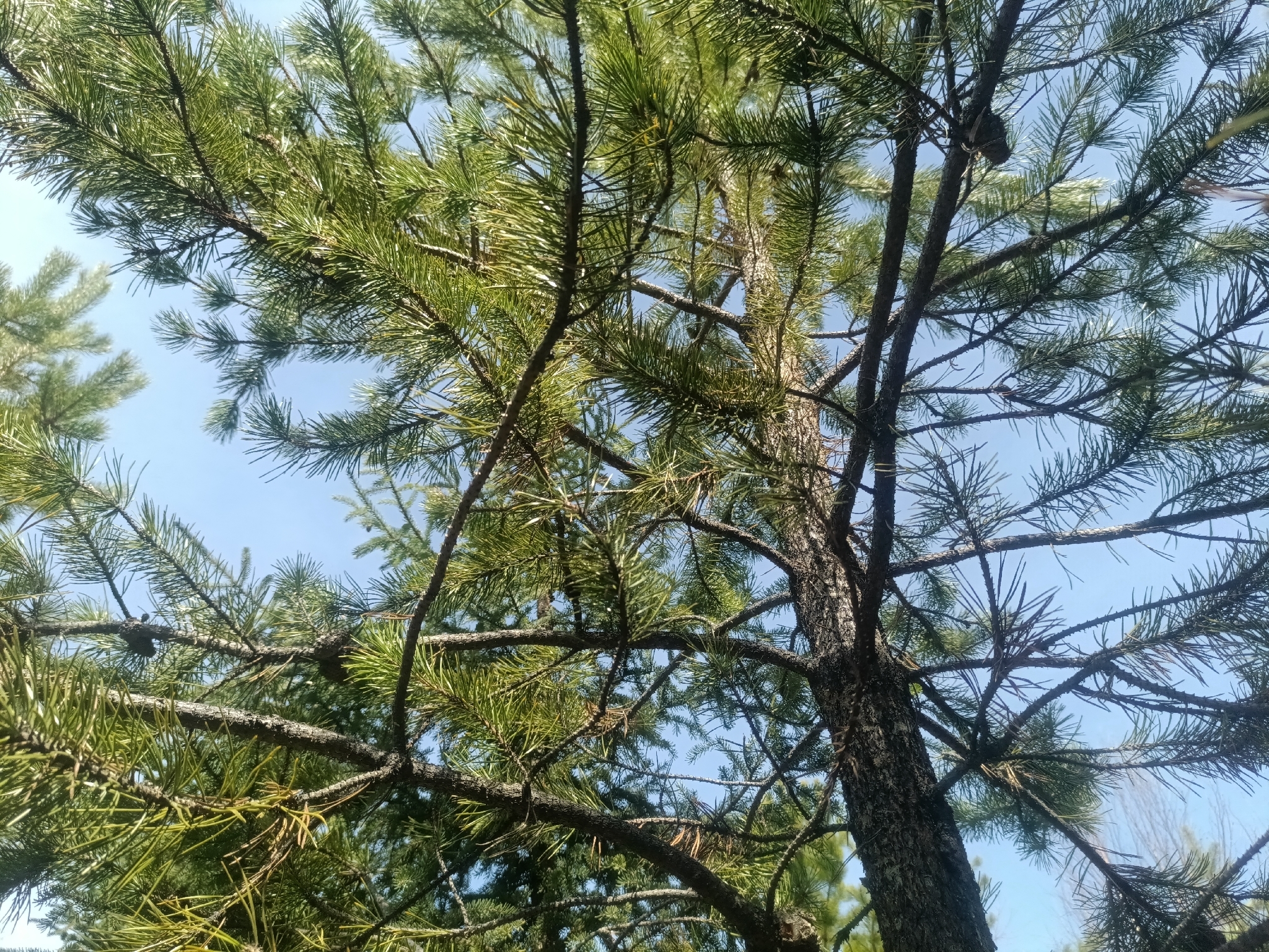 Pinus X murraybanksiana