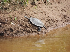 Phrynops geoffroanus