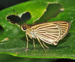 Parphorus storax