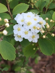 Spiraea × vanhouttei