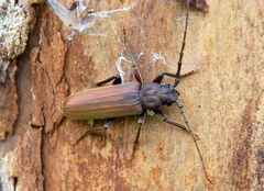 Arhopalus rusticus