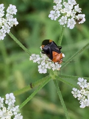 Neocapsus