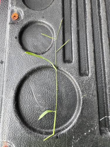 Urochloa distachyos observed 2026-05-21