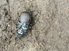 Sphaeroderus stenostomus lecontei
