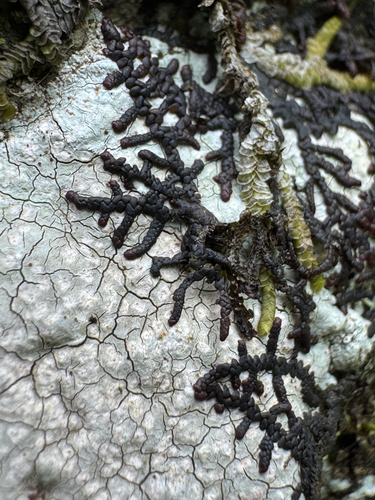 Frullania meyeniana observed 2026-05-12