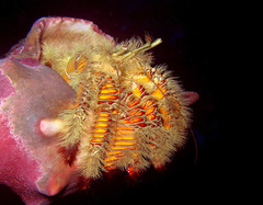 Aniculus maximus