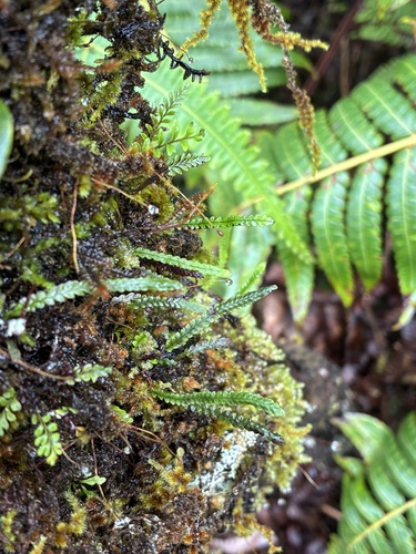 Stenogrammitis saffordii observed 2026-05-21