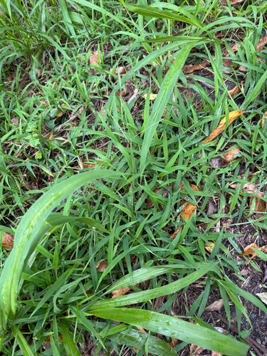 Digitaria pruriens iNat (3)