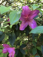 Rhododendron catawbiense