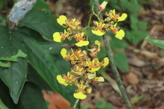 Trichocentrum ascendens