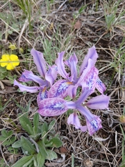 Iris tigridia, photograph (c) Святослав Власенко, some rights reserved (CC BY)