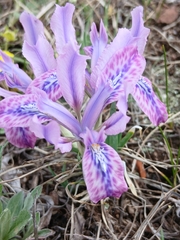 Iris tigridia, photograph (c) Святослав Власенко, some rights reserved (CC BY)