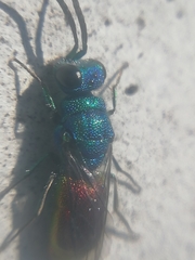 Chrysis terminata