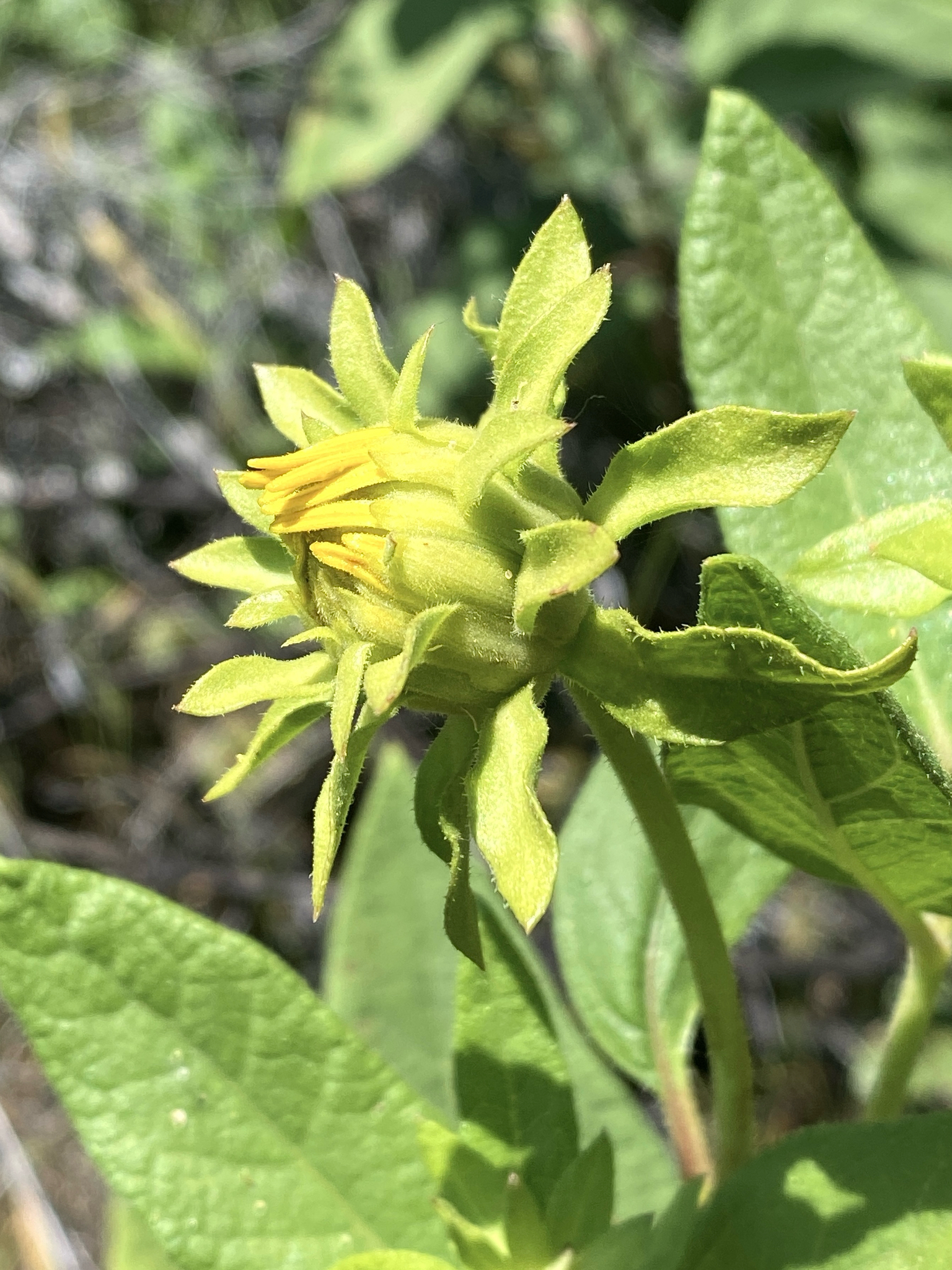 Imagem de Agnorhiza reticulata
