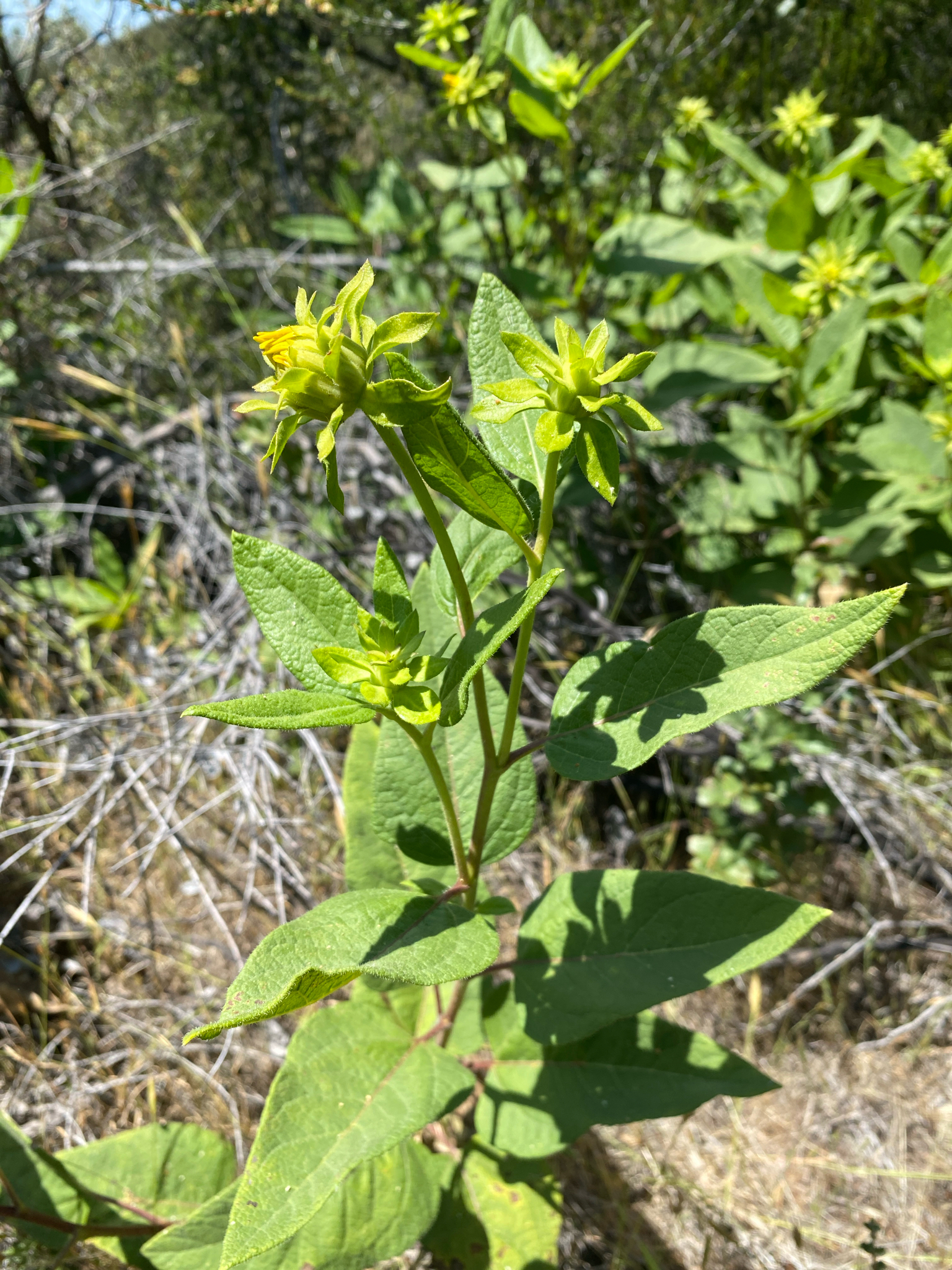 Imagem de Agnorhiza reticulata
