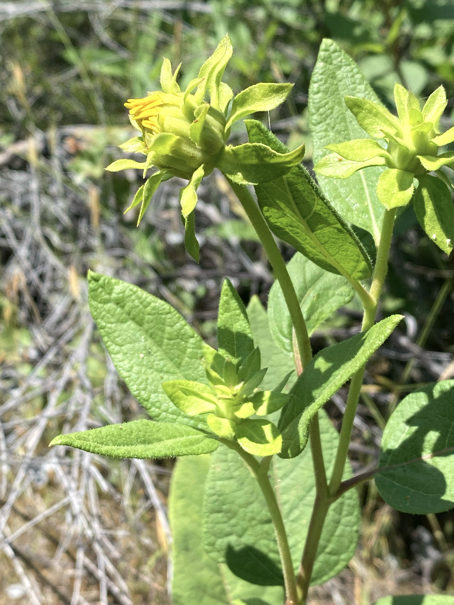 Imagem de Agnorhiza reticulata