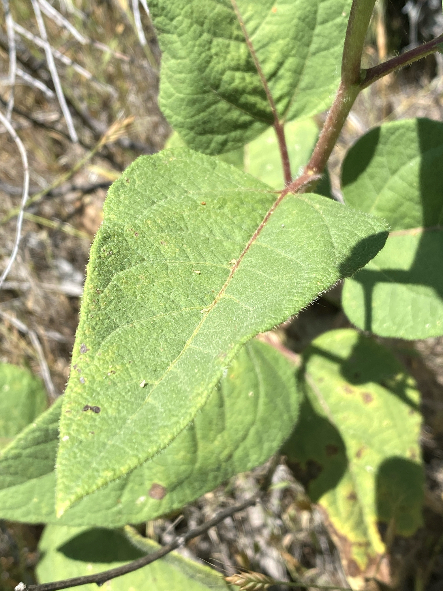 Imagem de Agnorhiza reticulata
