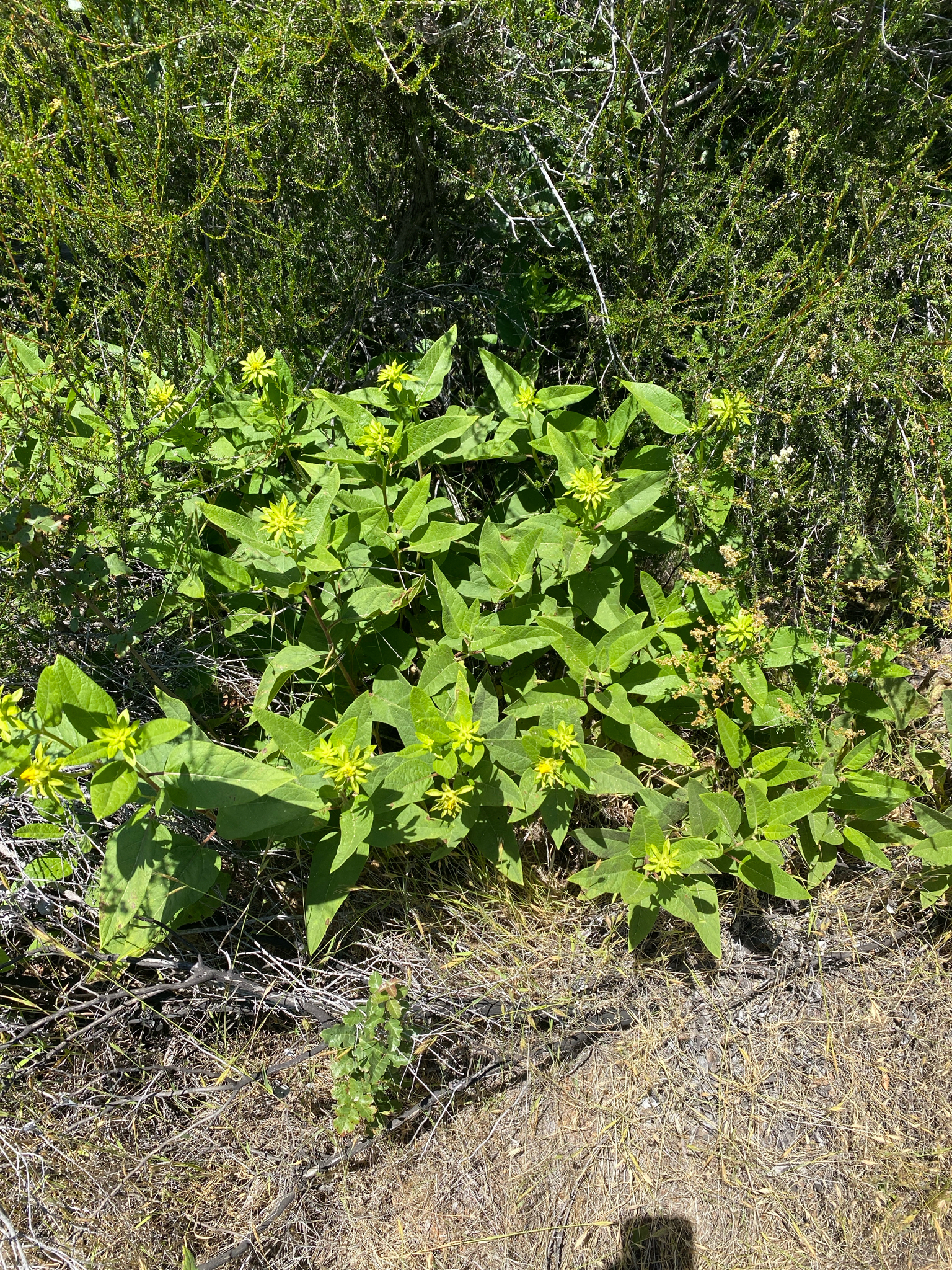 Imagem de Agnorhiza reticulata