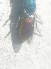 Chrysis terminata