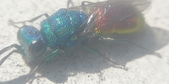 Chrysis terminata