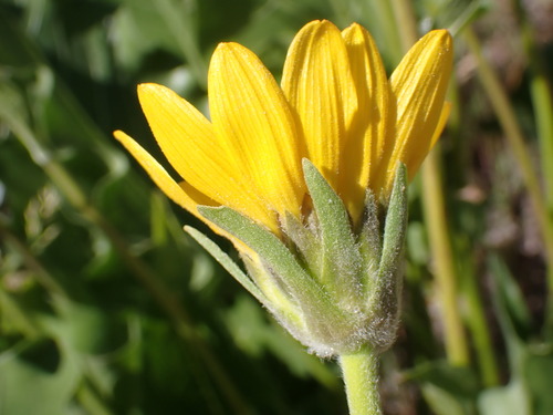 Balsamorhiza careyana, photograph 5