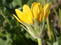 Balsamorhiza careyana, photograph (c) elik03, some rights reserved (CC BY)