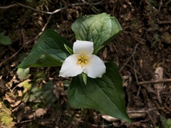 Trillium ovatum