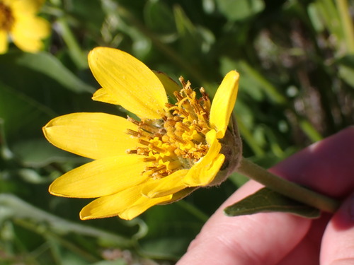 Balsamorhiza careyana, photograph 4