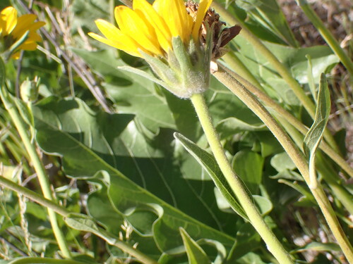 Balsamorhiza careyana, photograph 6
