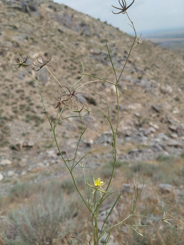 Koelpinia linearis, 2026-05-22