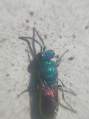 Chrysis terminata