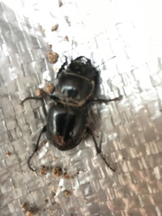 Pasimachus californicus