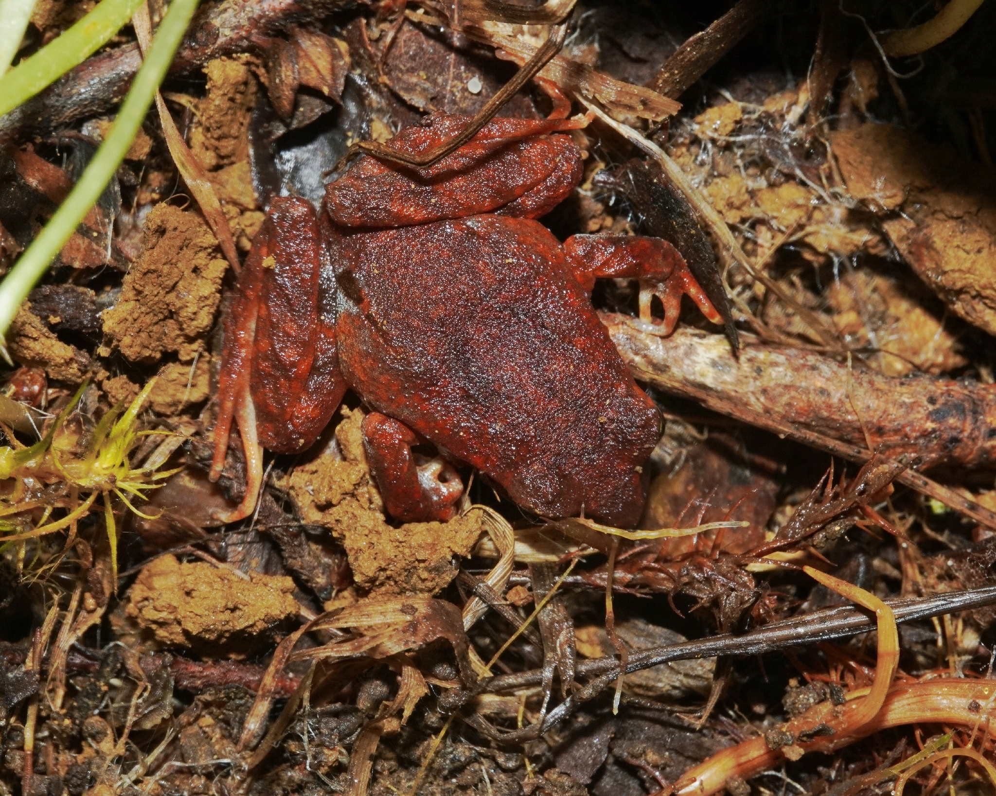 Eupsophus altor Nuñez, Rabanal & Formas, 2012