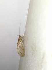 Nusalala tessellata