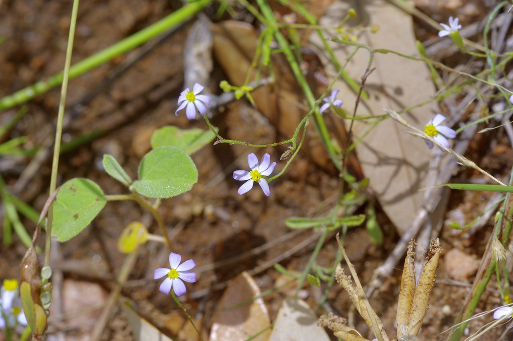 Chaetopappa asteroides; photograph (c) Michelle W. (鍾偉瑋), some rights reserved (CC BY)