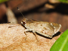 Callimormus saturnus