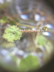 Hydrocotyle moschata parvifolia