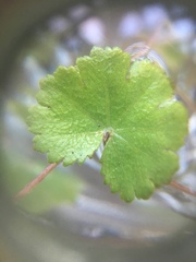 Hydrocotyle moschata parvifolia