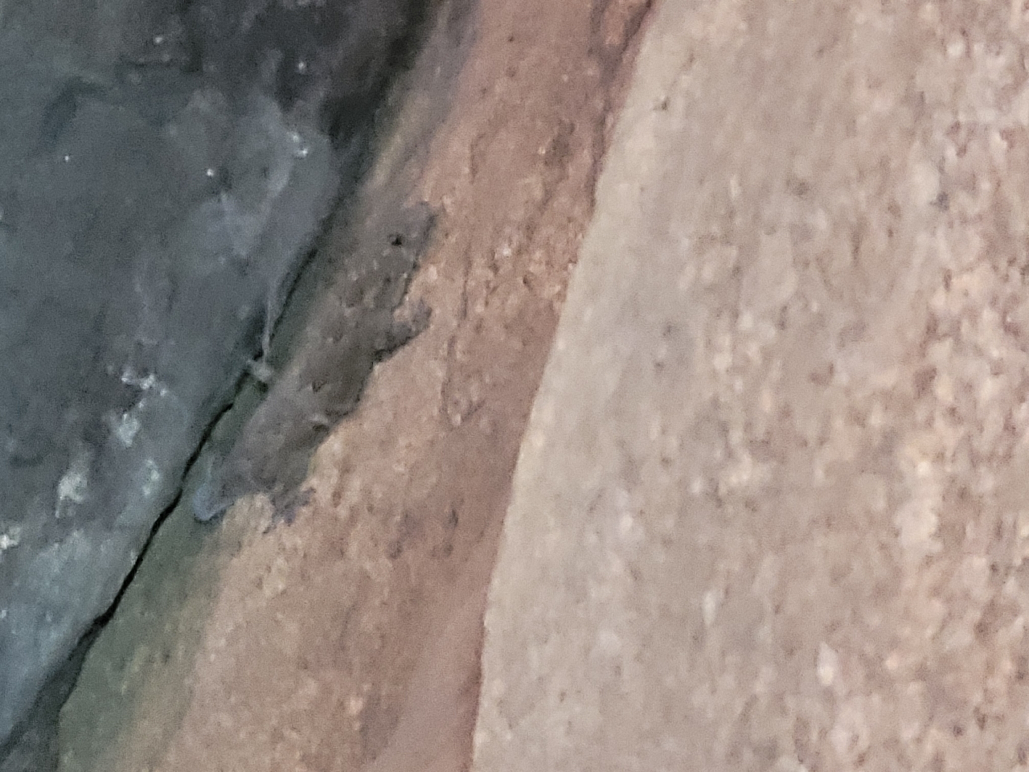 Chandanapalli Half-Toed Gecko photo 2