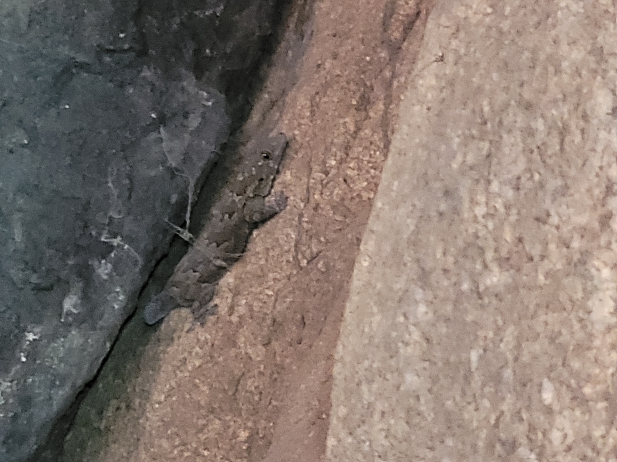 Chandanapalli Half-Toed Gecko photo 3